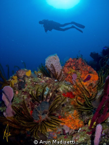 Diver and reef by Arun Madisetti 